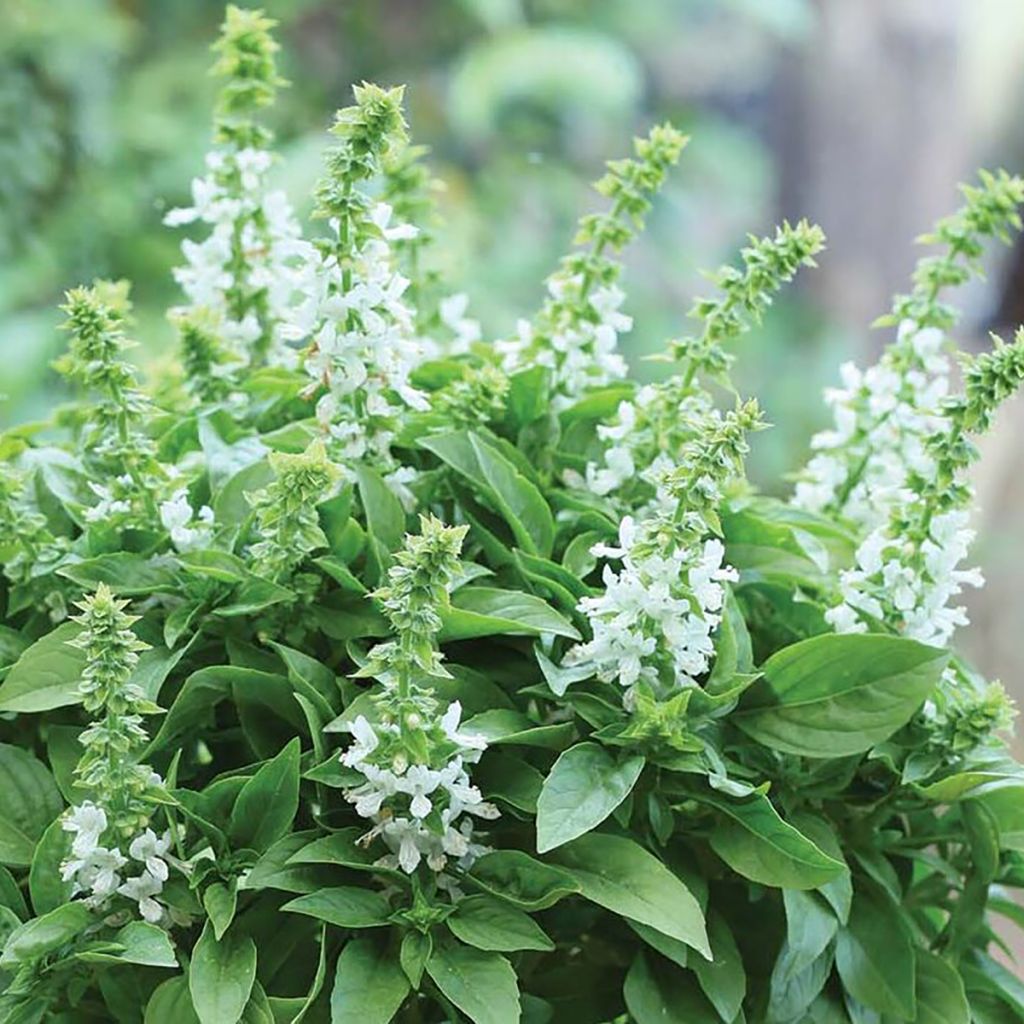 Albahaca Floral Spires