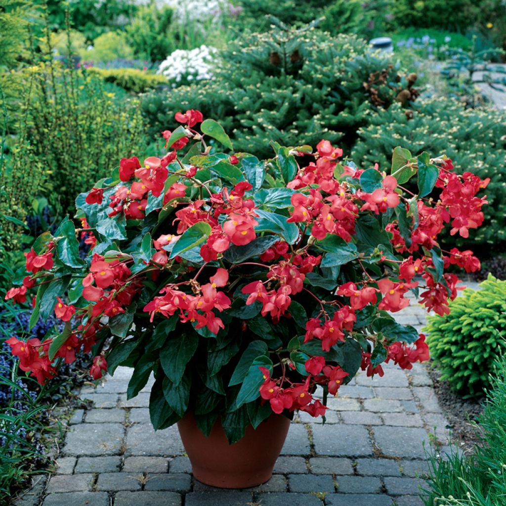 Begonia X semperflorens Dragon Wing® rojo