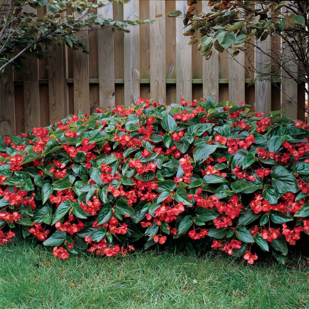 Begonia X semperflorens Dragon Wing® rojo