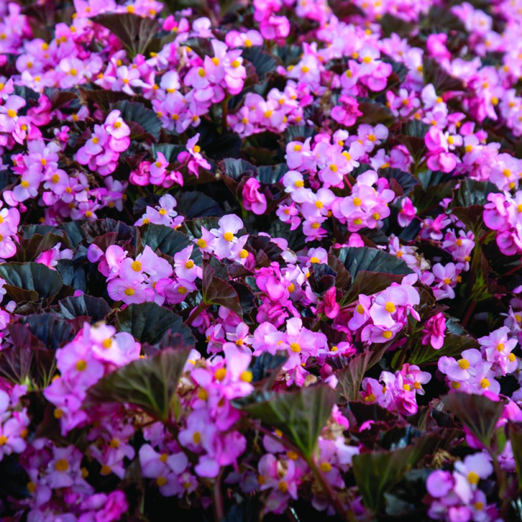 Graines de Bégonia Stonehedge Light Pink Bronze Leaf