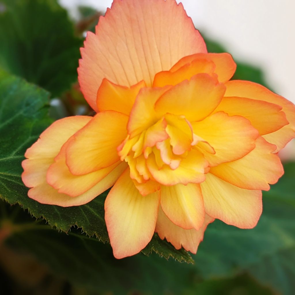 Begonia Apricot Shades Improved F1