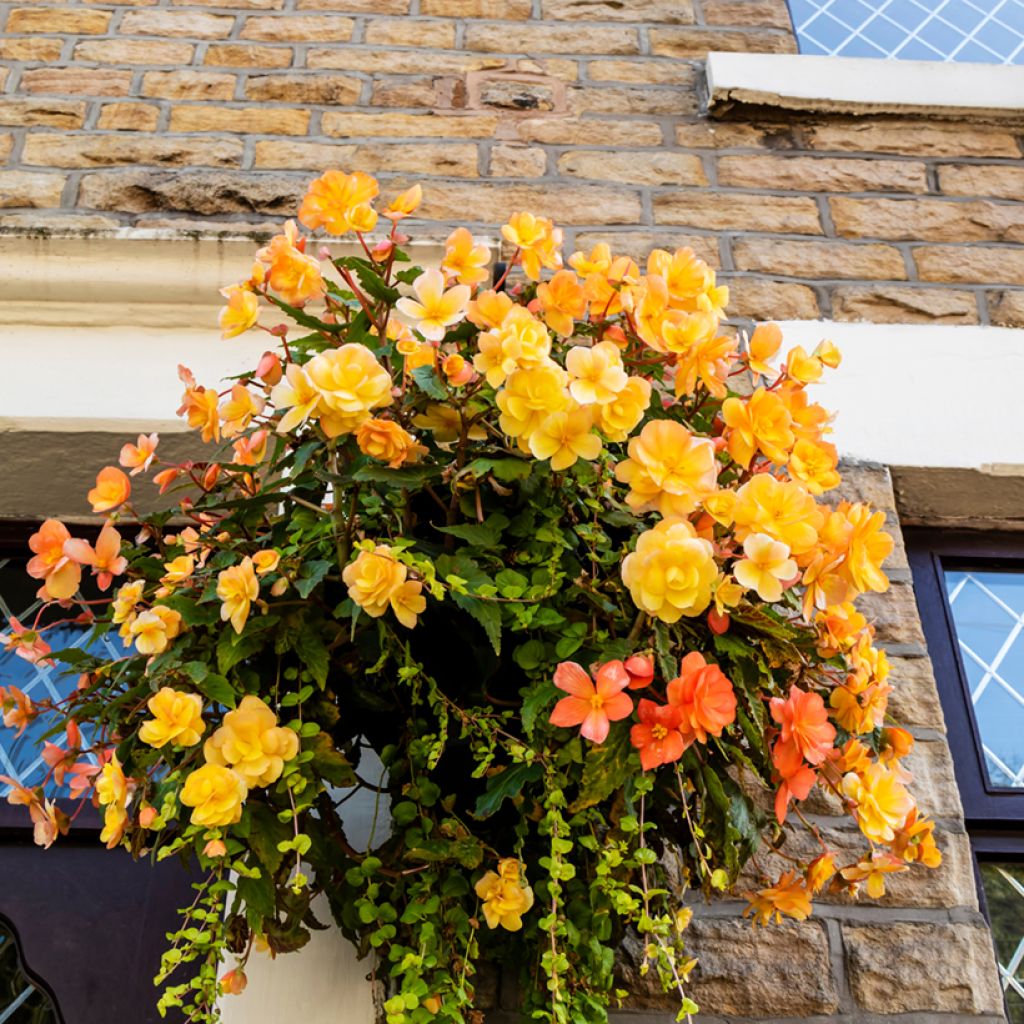 Begonia Apricot Shades Improved F1