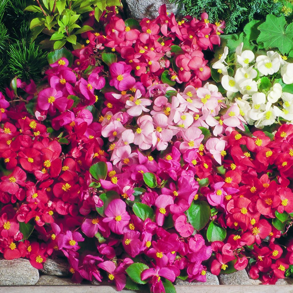 Begonia Super Olympia Mix