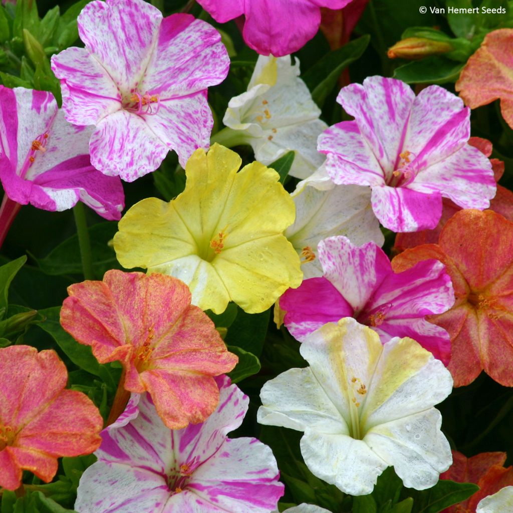 Mirabilis jalapa (semillas) - Dondiego de noche