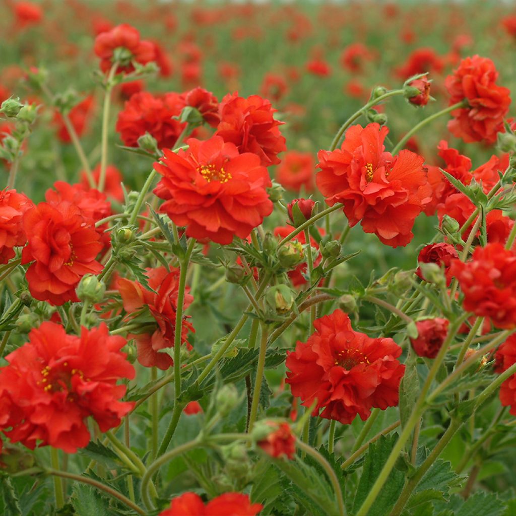 Geum chiloense Red Dragon - Hierba del Clavo