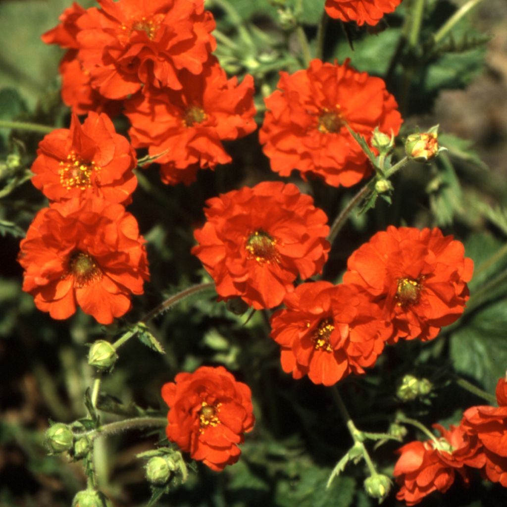 Geum chiloense Red Dragon - Hierba del Clavo