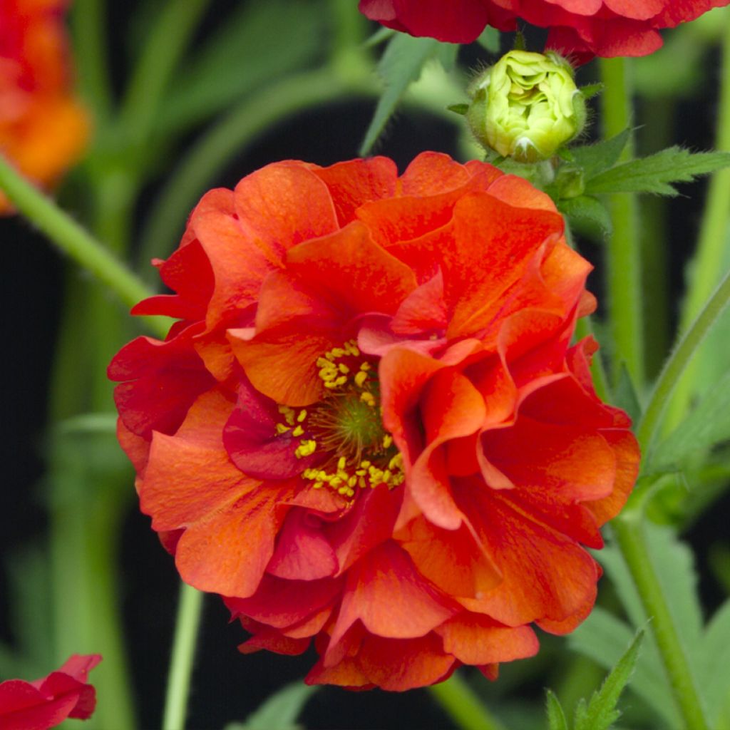 Geum chiloense Red Dragon - Hierba del Clavo