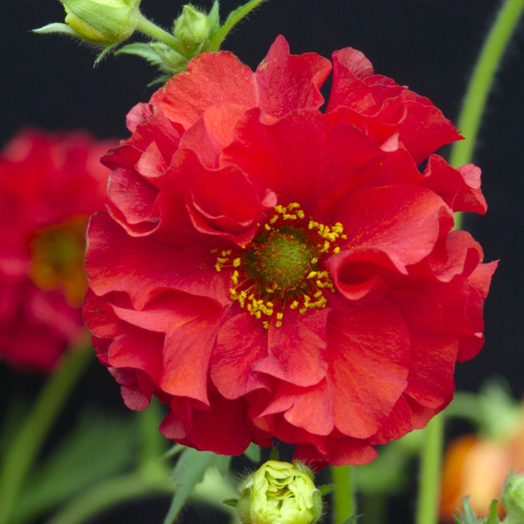 Geum chiloense Red Dragon - Hierba del Clavo