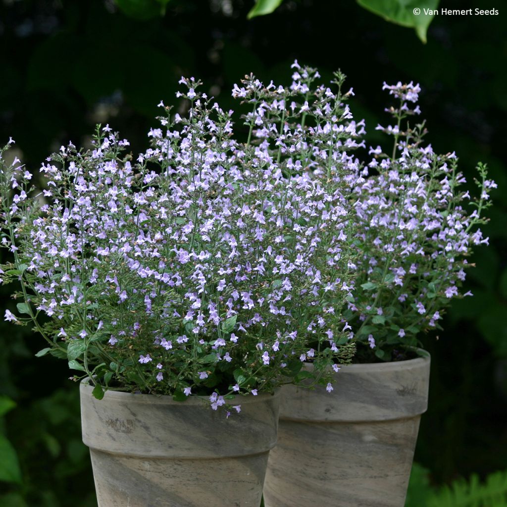 Calamintha nepeta Marvelette Blue