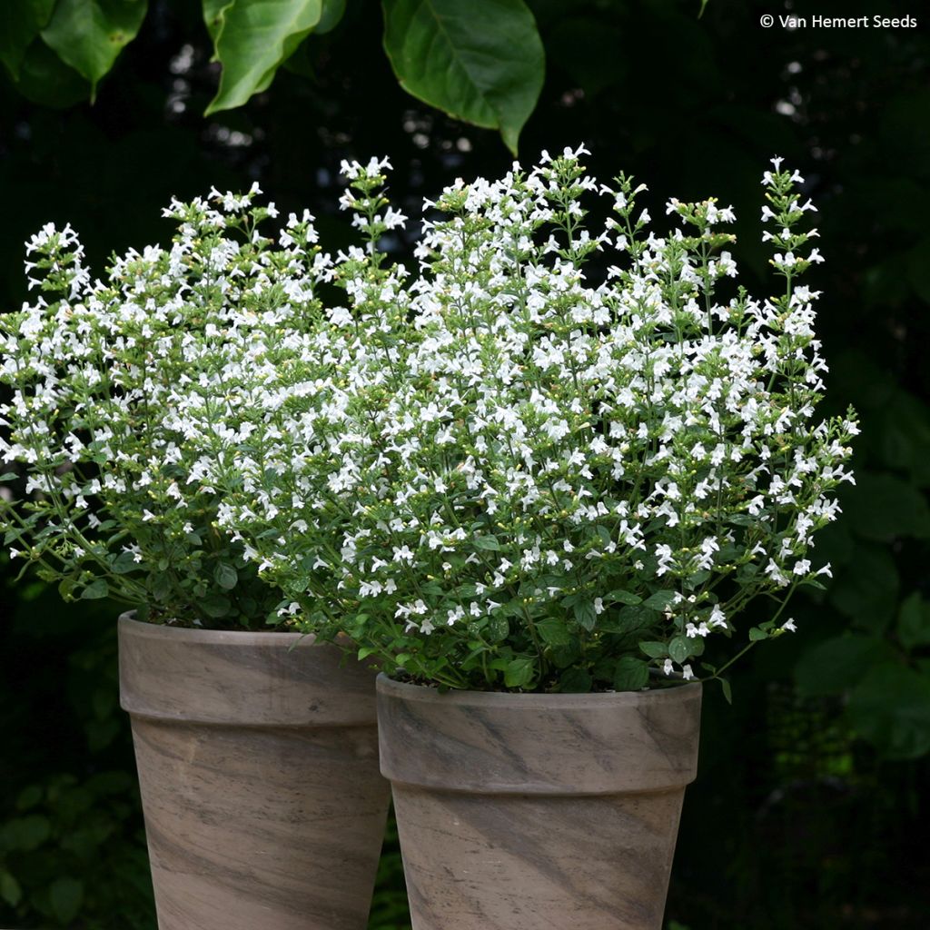 Calamintha nepeta Marvelette White