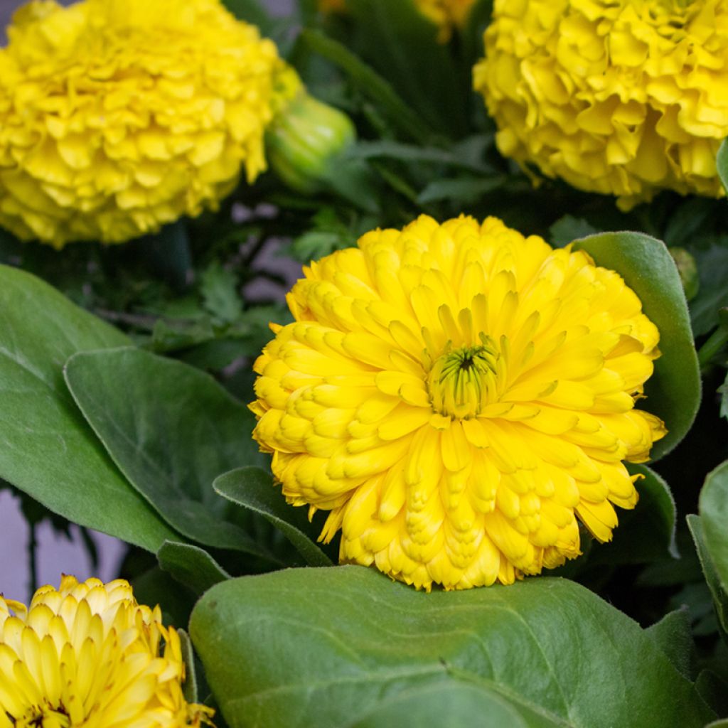 Calendula officinalis Ball’s Golden Yellow