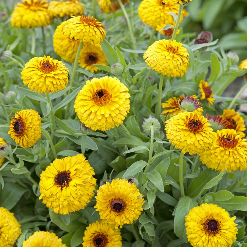 Calendula officinalis Bull's Eye