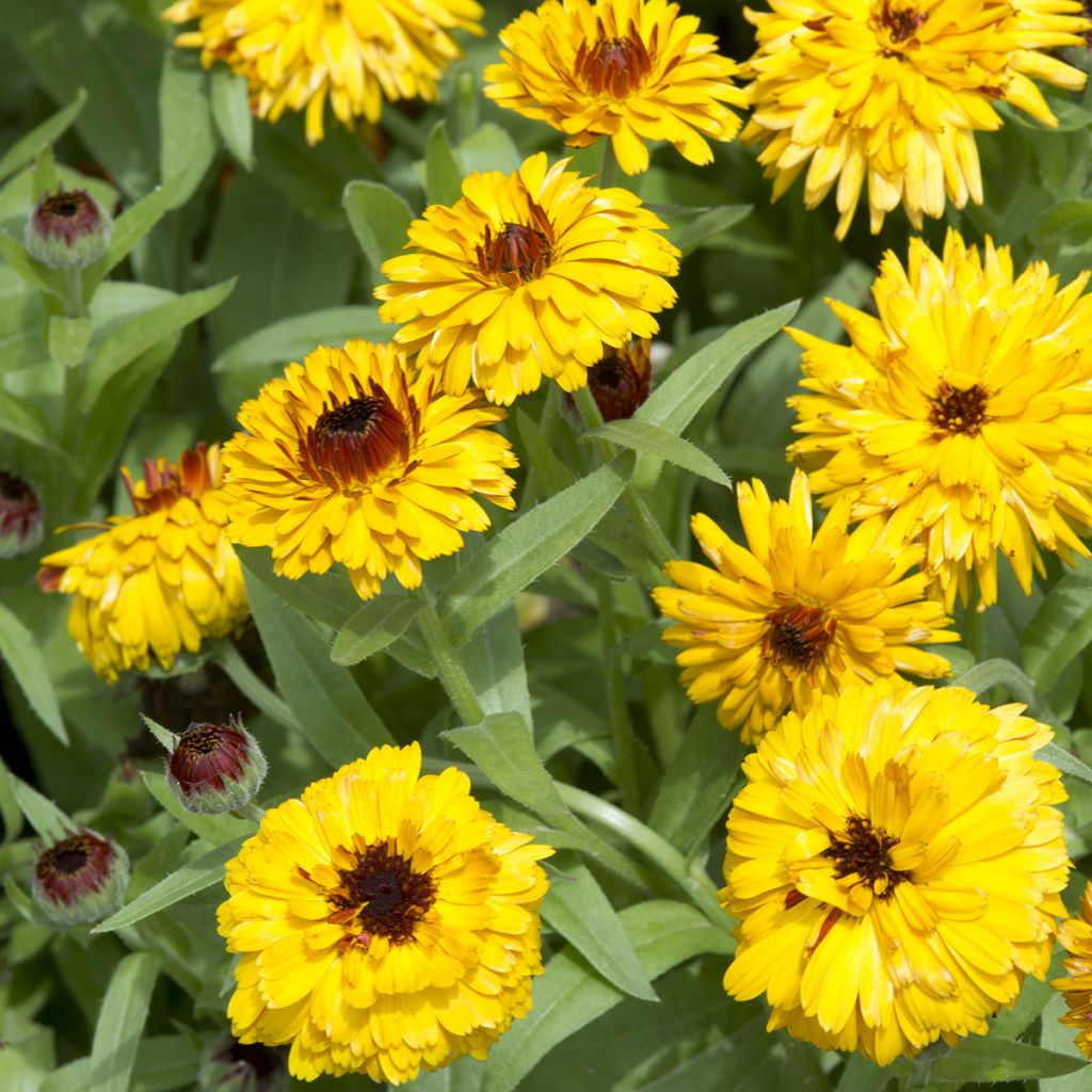 Calendula officinalis Bull's Eye