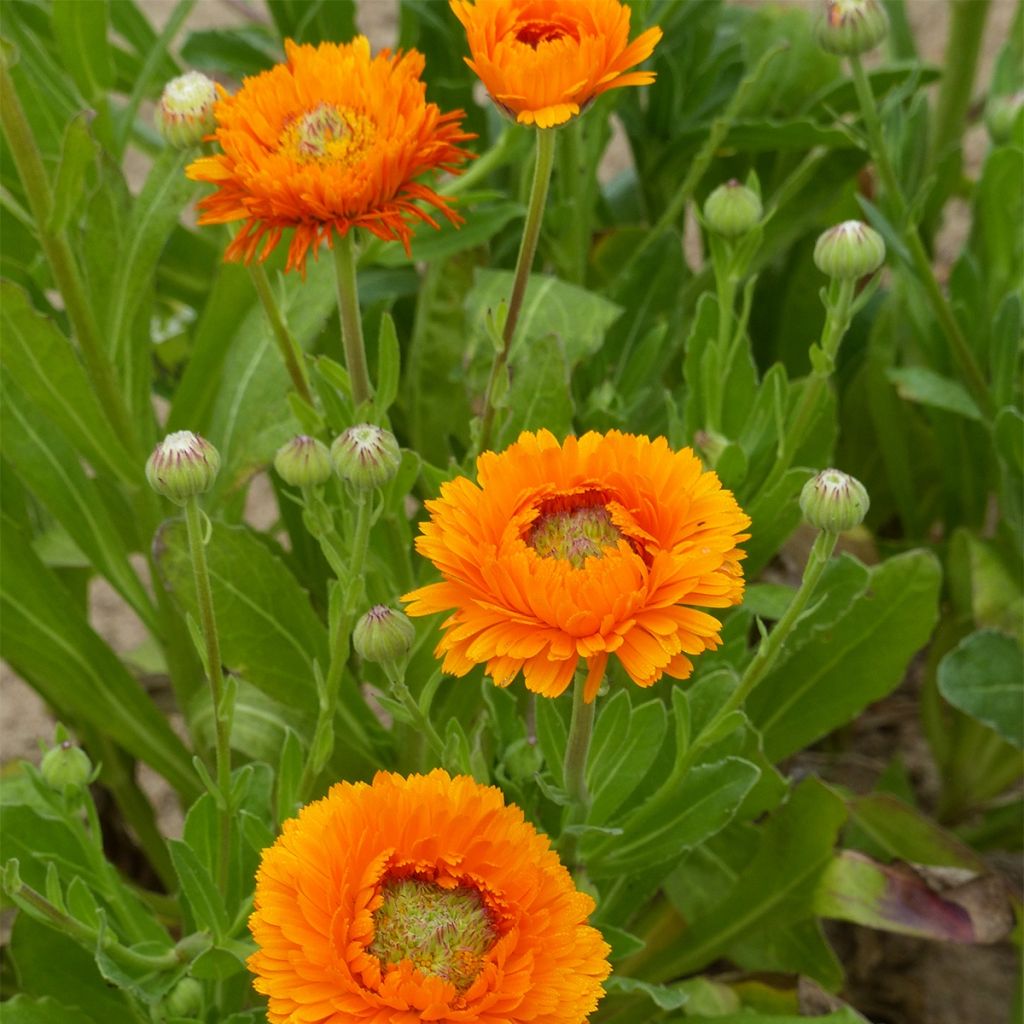 Calendula officinalis Greenheart Orange