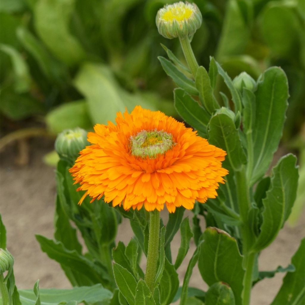 Calendula officinalis Greenheart Orange