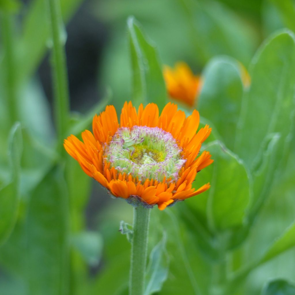 Calendula officinalis Greenheart Orange