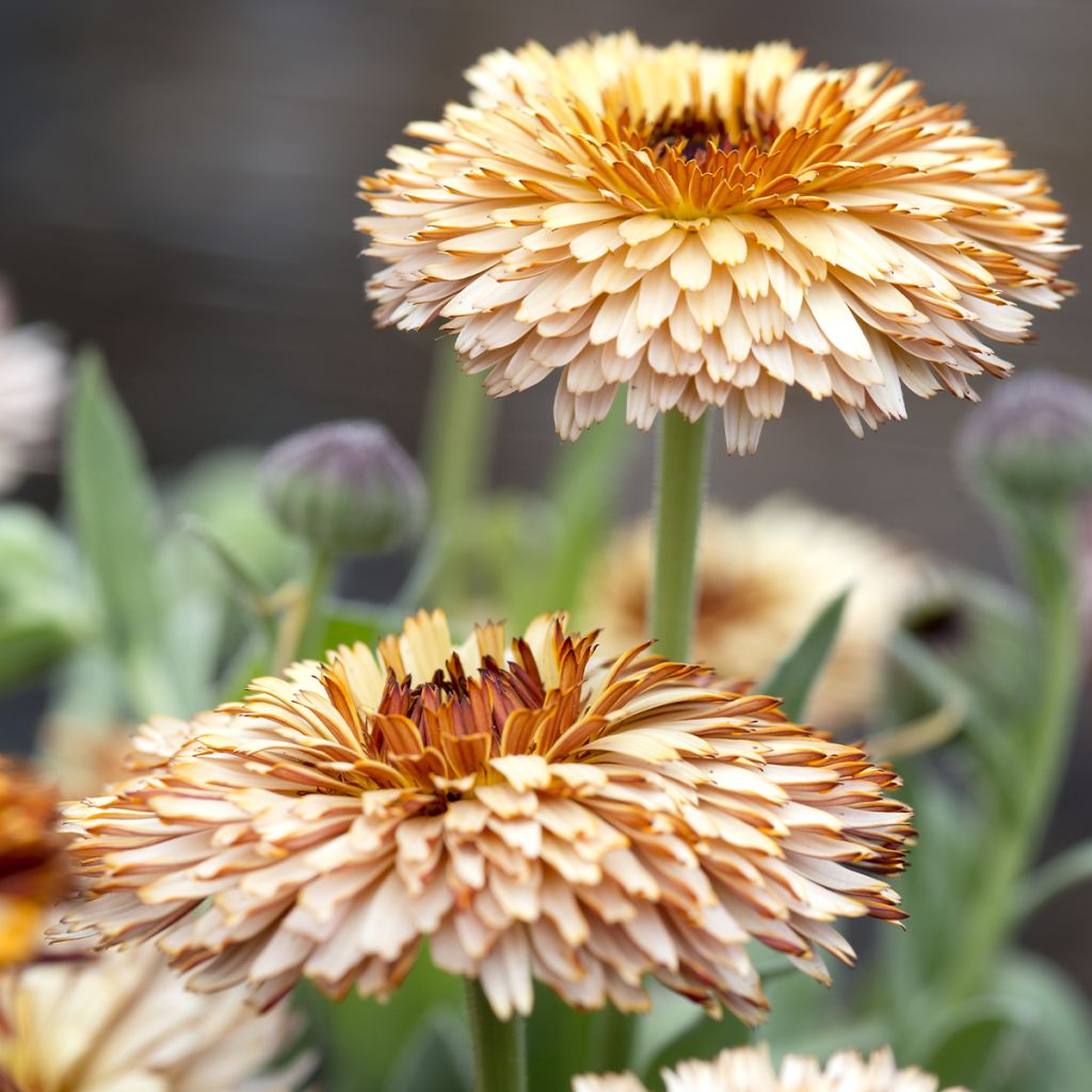 Calendula officinalis Pygmy Buff