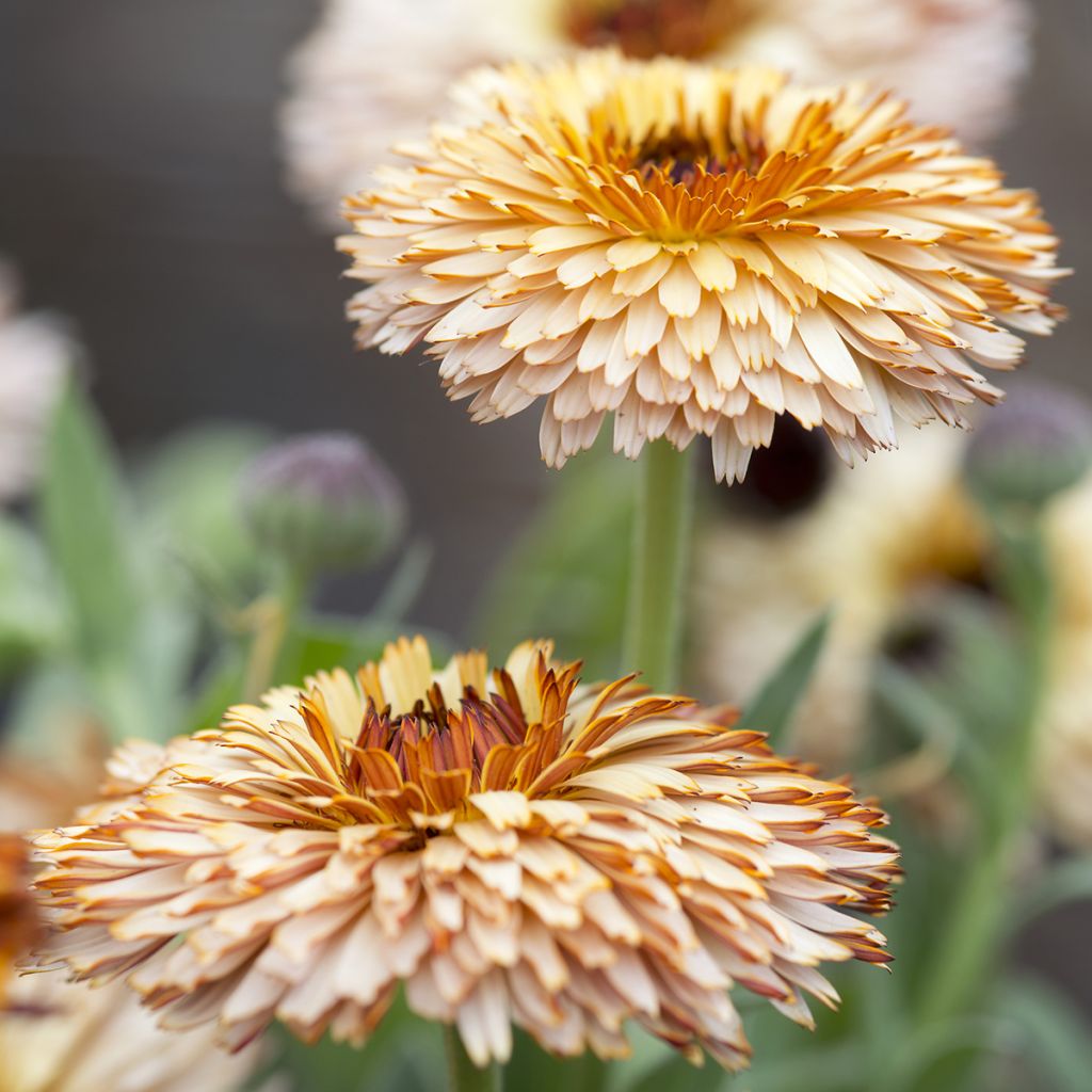 Calendula officinalis Pygmy Buff