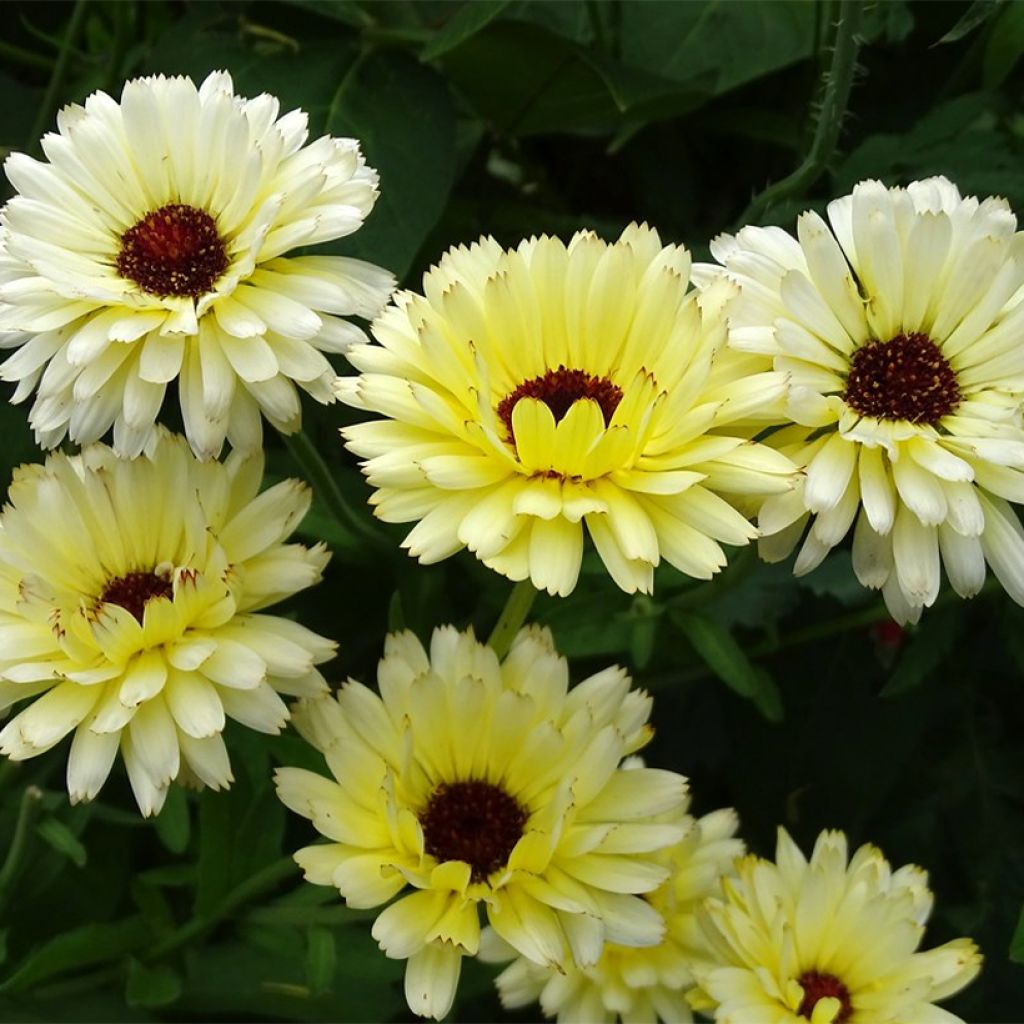 Calendula officinalis Snow Princess