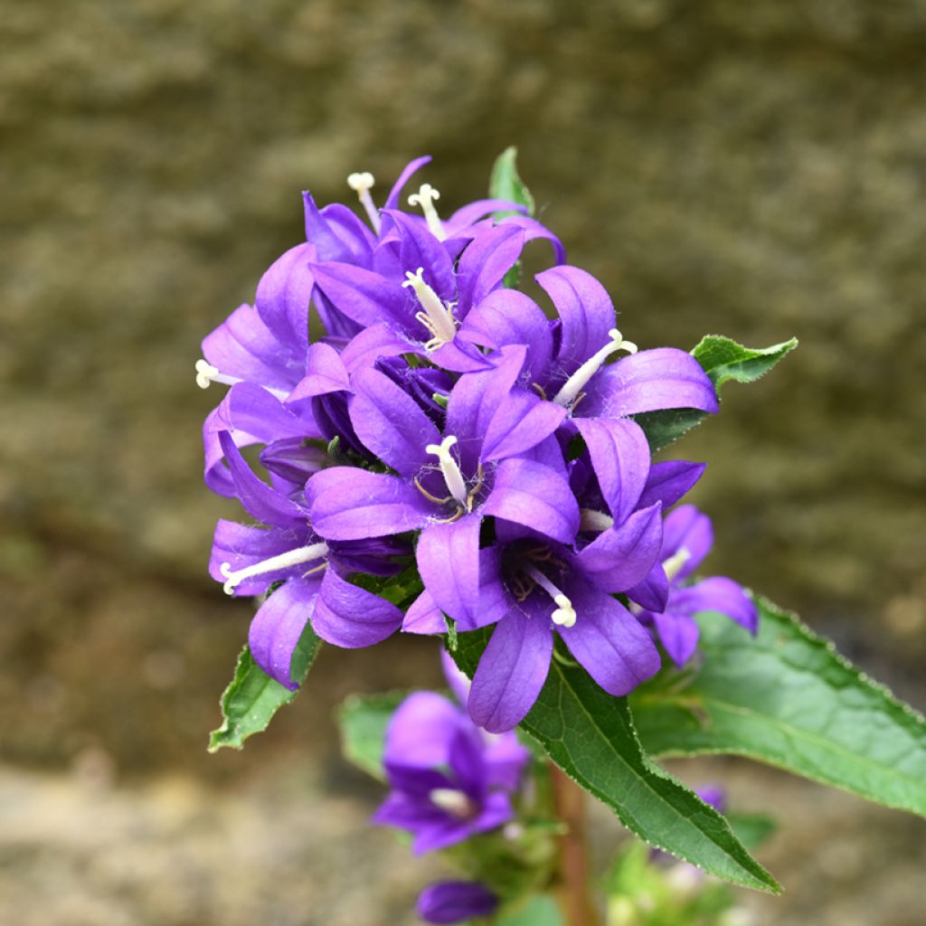 Campanula glomerata Superba (semilla) - Campanilla