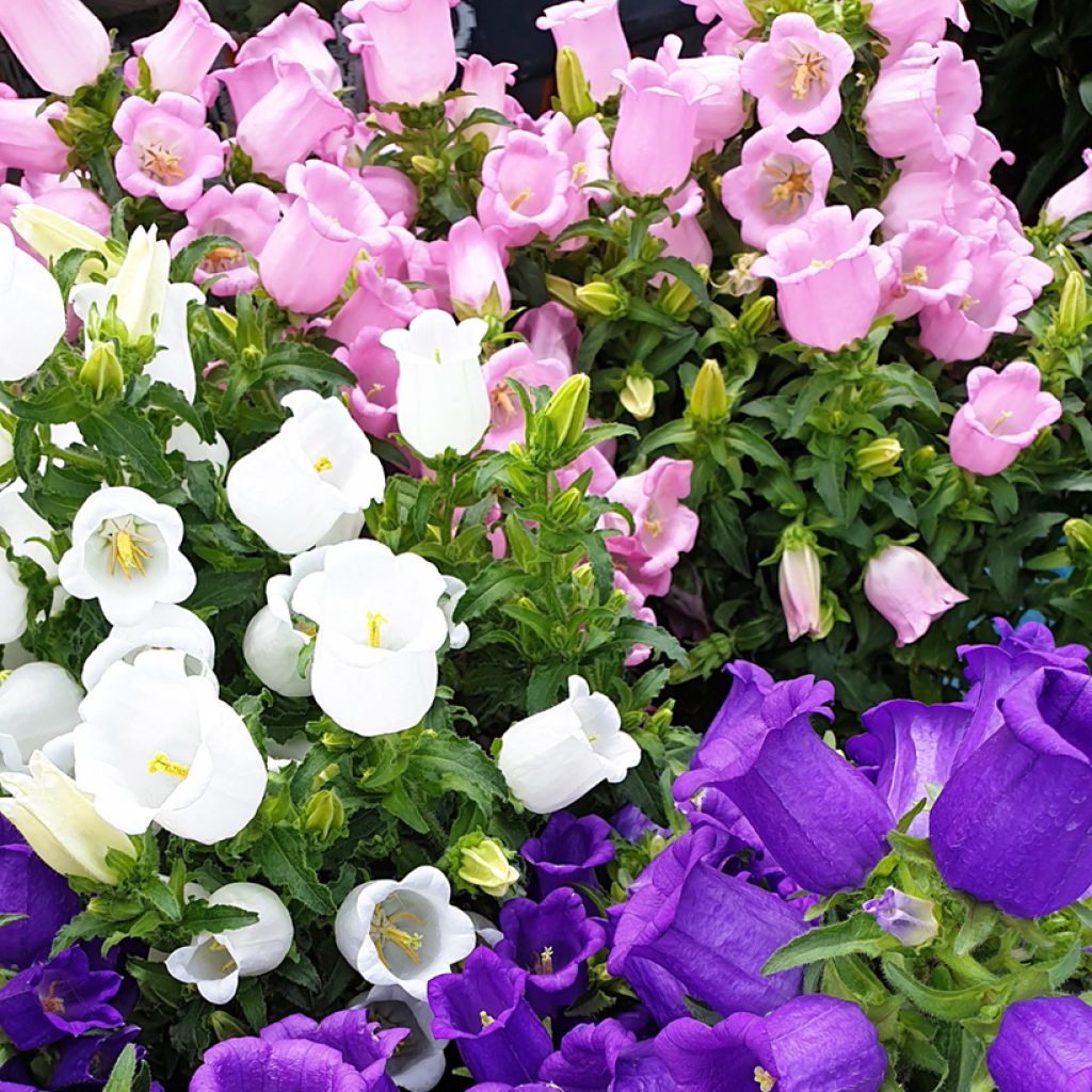 Campanula medium - Campanilla de Canterbury