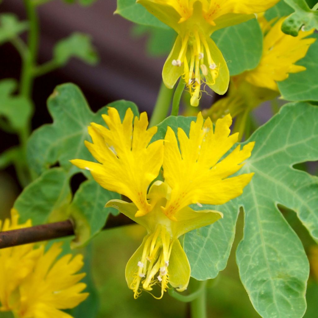 Capuchina - Tropaeolum peregrinum