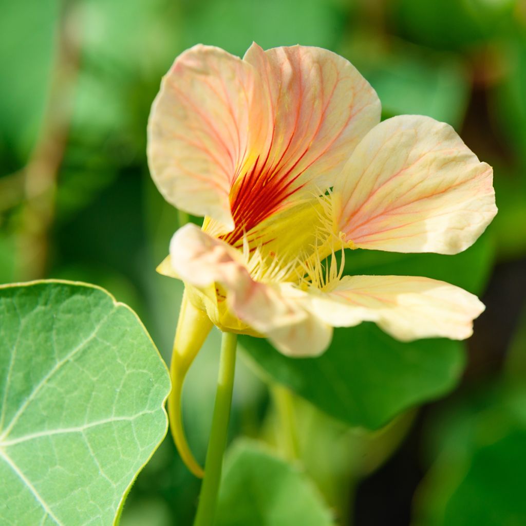 Graines de Capucine grimpante à fleurs doubles - Tropaeolum majus