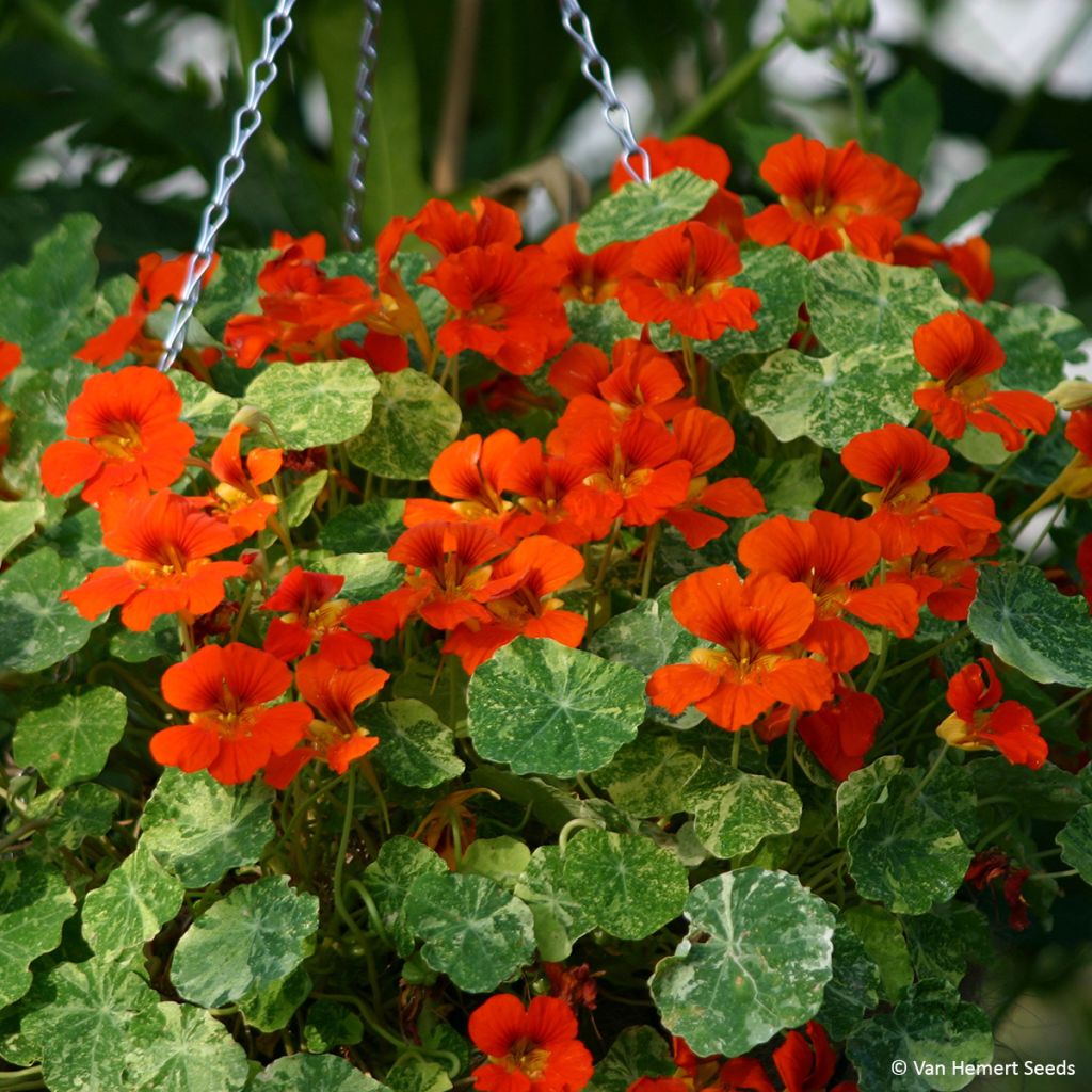 Capuchina enana Orange Troika