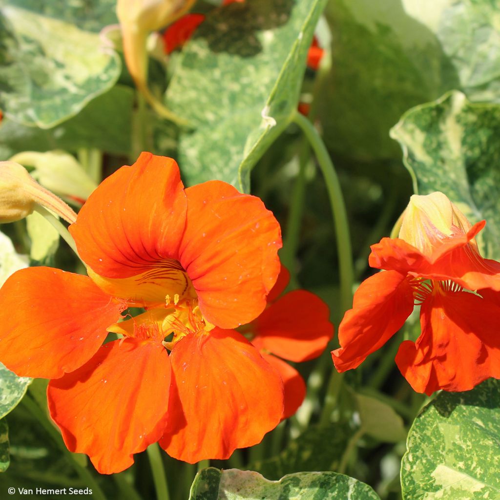 Capuchina enana Orange Troika