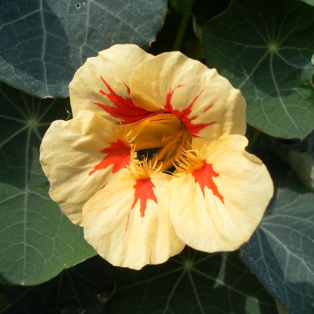 Graines de Capucine naine Peach Melba - Tropaeolum majus