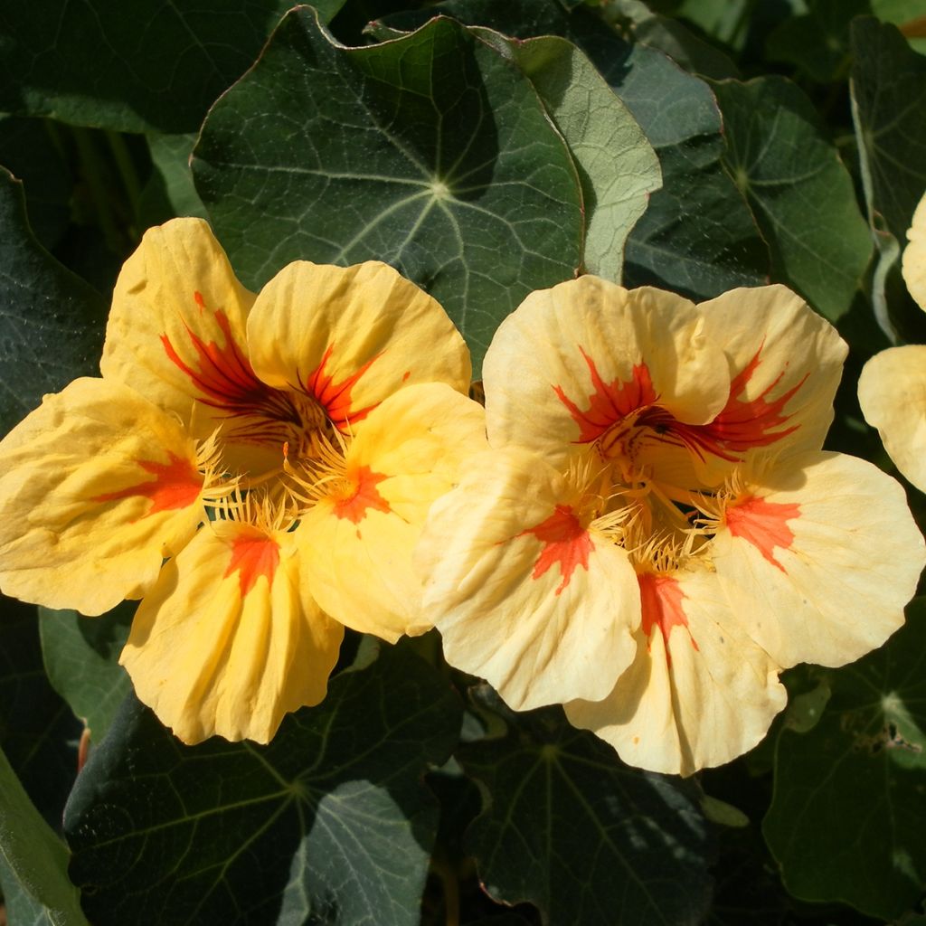 Graines de Capucine naine Peach Melba - Tropaeolum majus