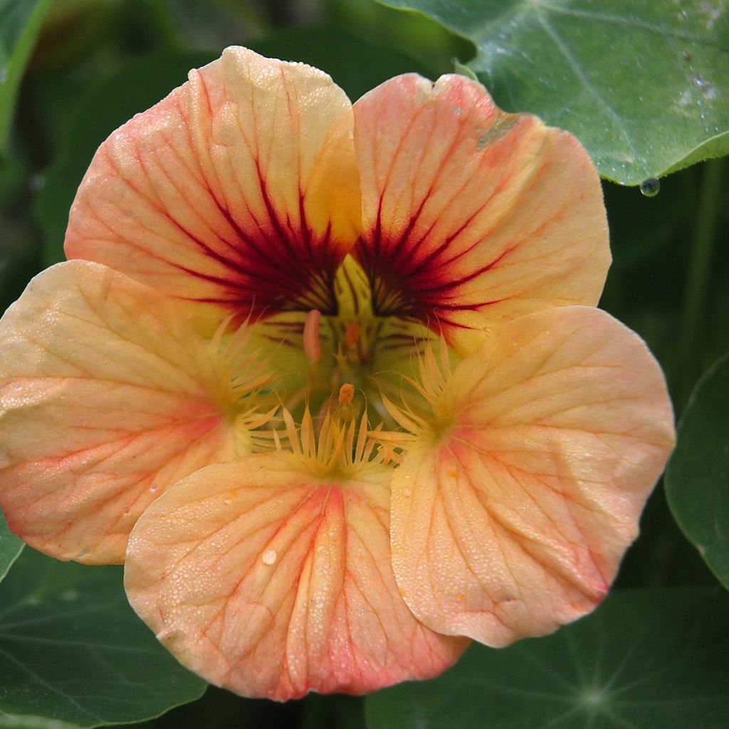 Graines de Capucine naine Salmon Baby - Tropaeolum majus 