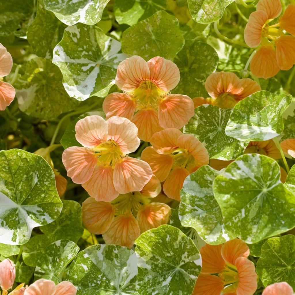 Tropaeolum Tip-Top Alaska Salmon