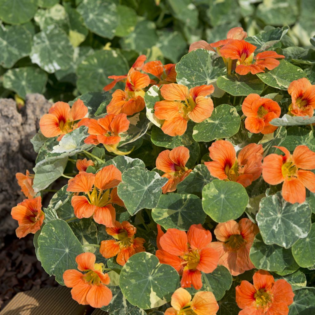 Tropaeolum Tip-Top Alaska Salmon