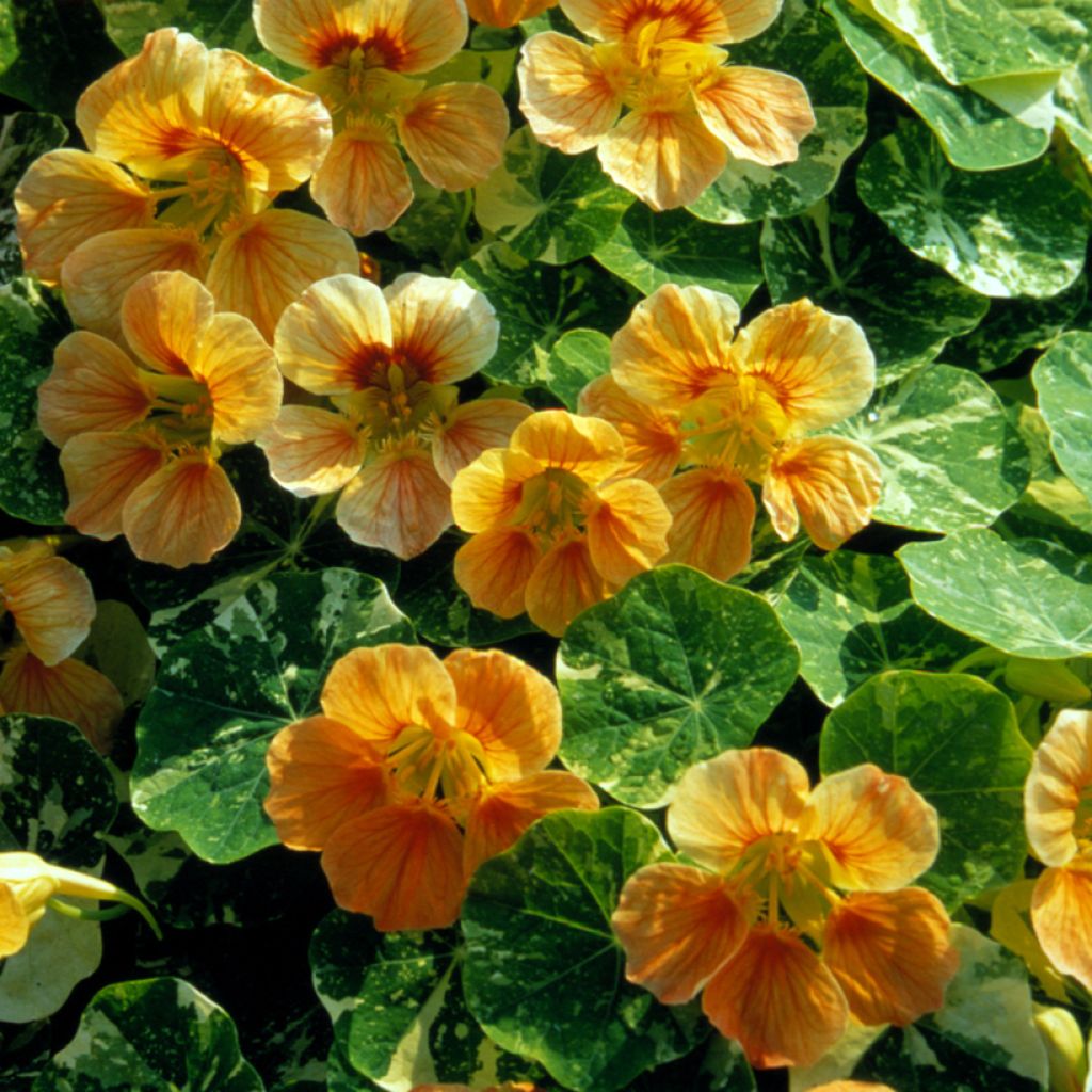 Tropaeolum Tip-Top Alaska Salmon