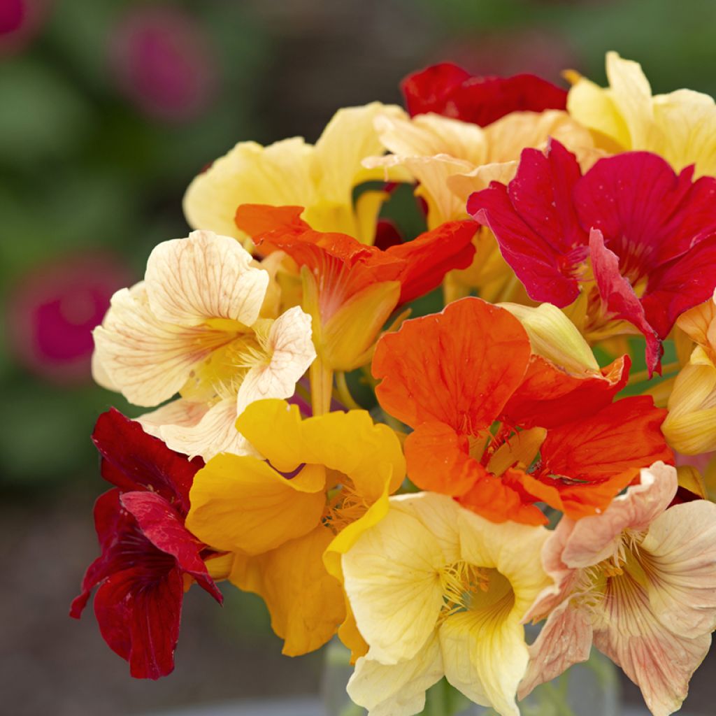 Tropaeolum Tip Top Formula Mixture