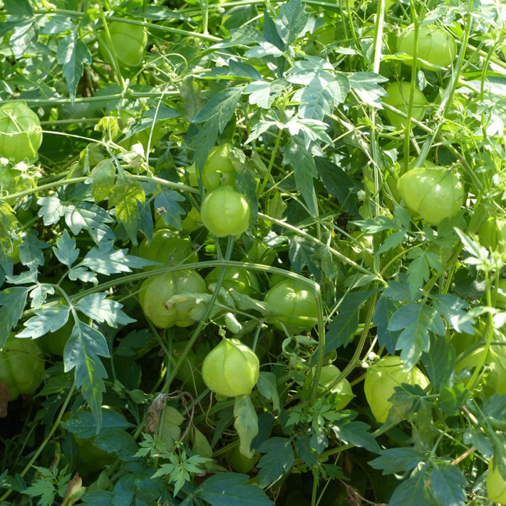 Cardiospermum halicacabum - Farolillo