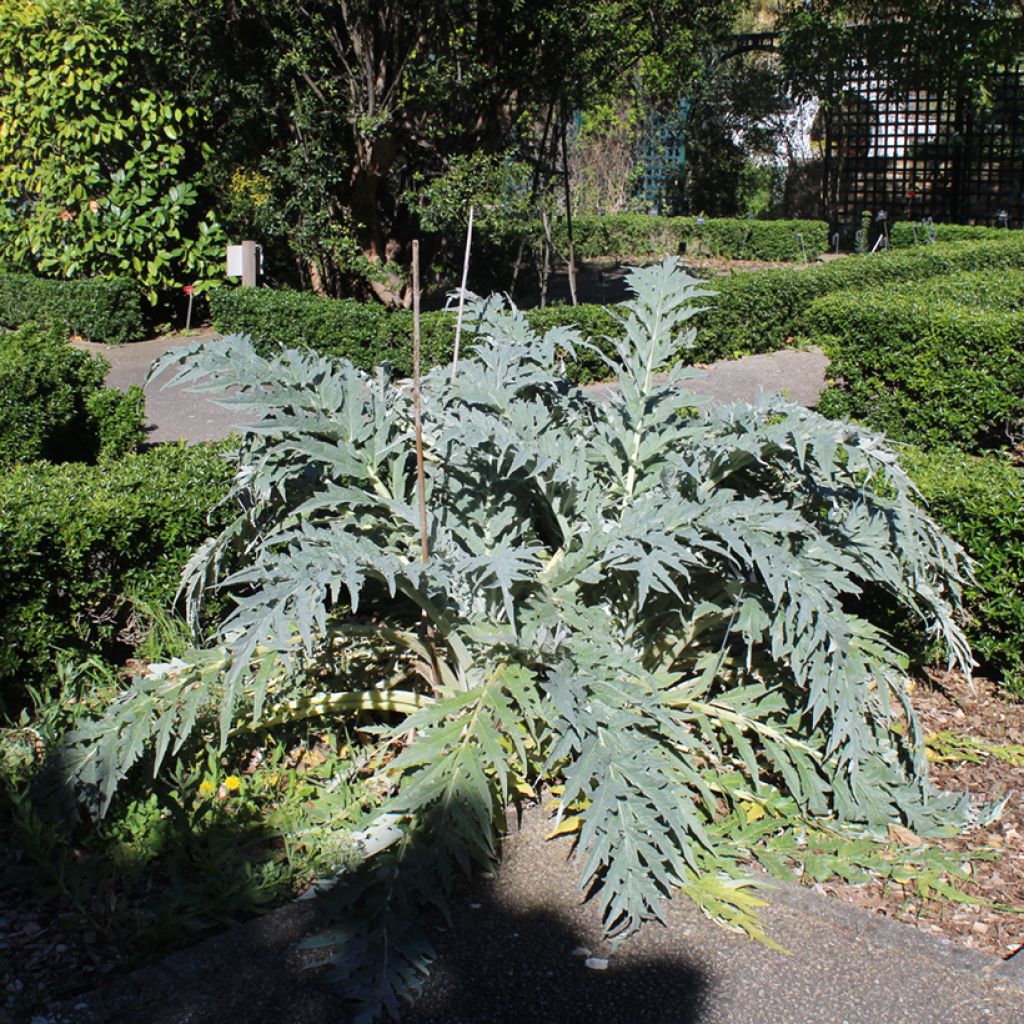 Cardo (semillas) - Cynara cardunculus