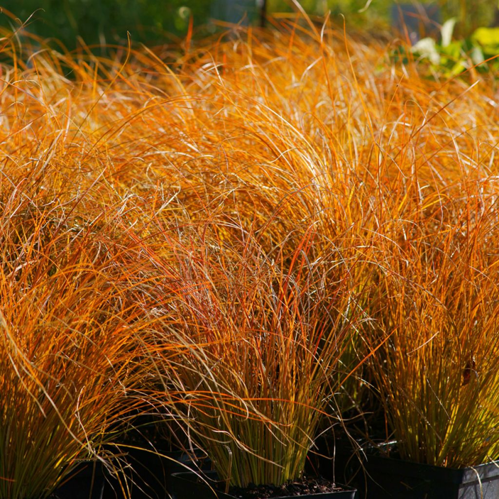 Carex testacea Prairie Fire (semillas)