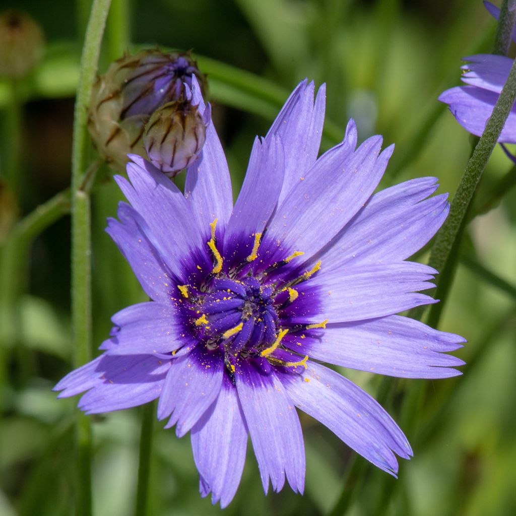 Catananche caerulea Amor Blue