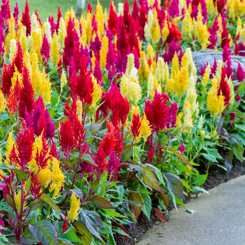 Celosia argentea var. plumosa - Celòsia