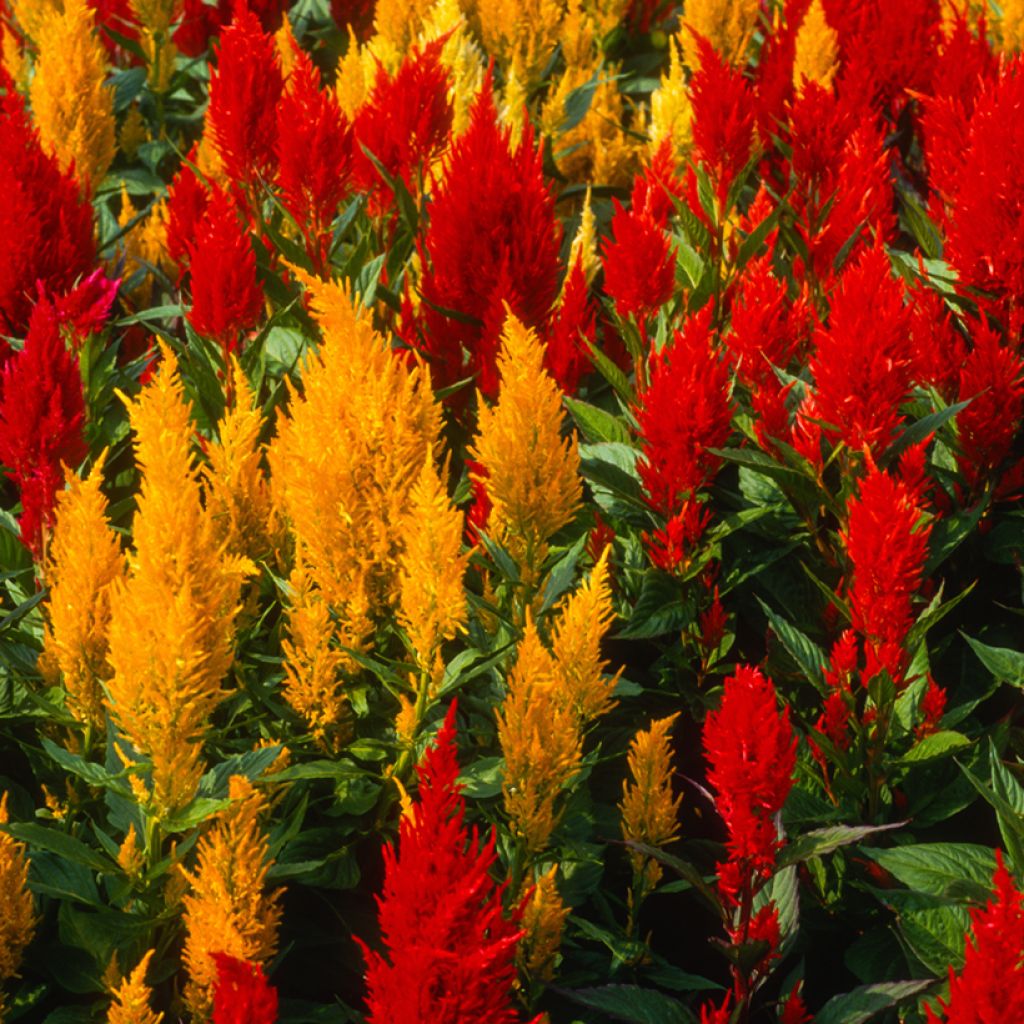 Celosia argentea var. plumosa Fresh look Red & Yellow