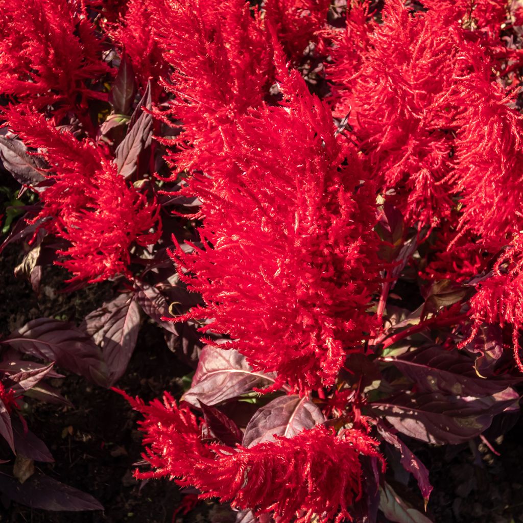 Celosia argentea plumosa China Town