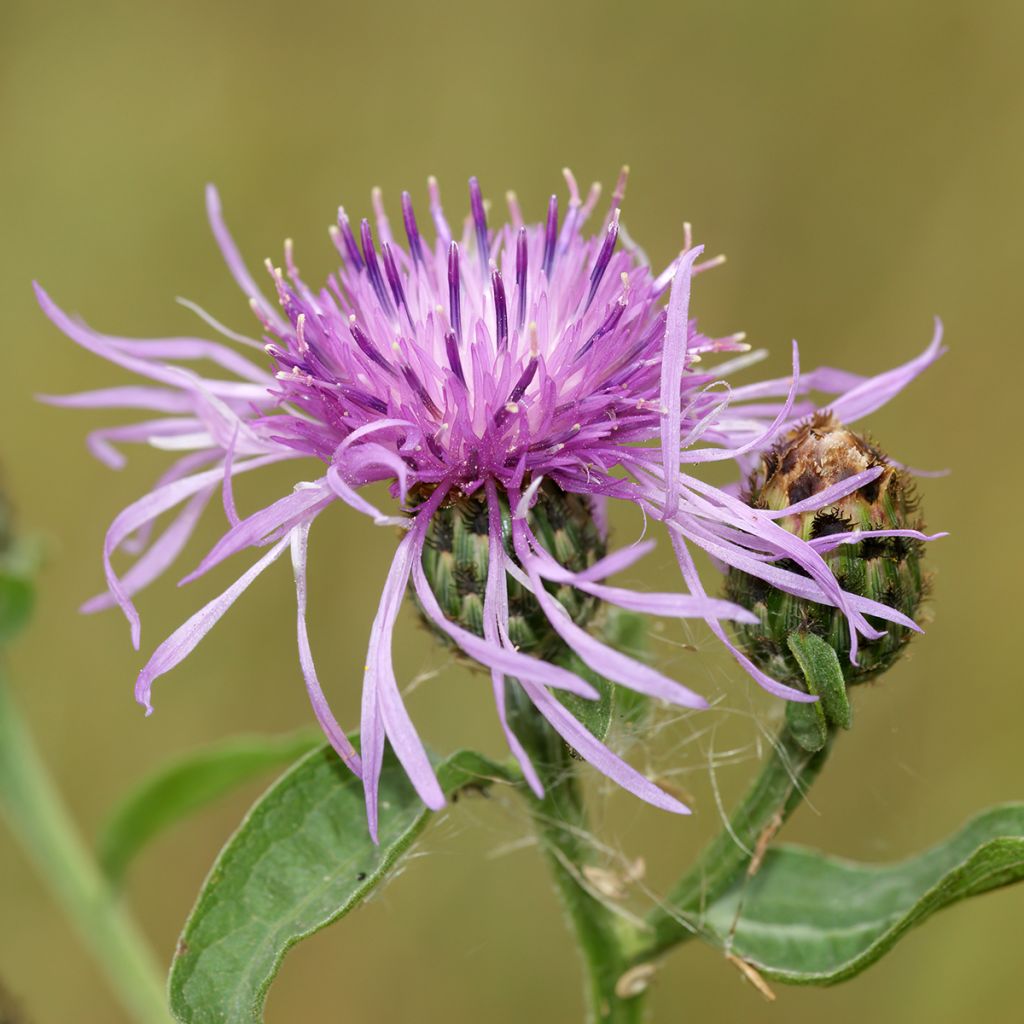 Centaurea jacea (semillas)