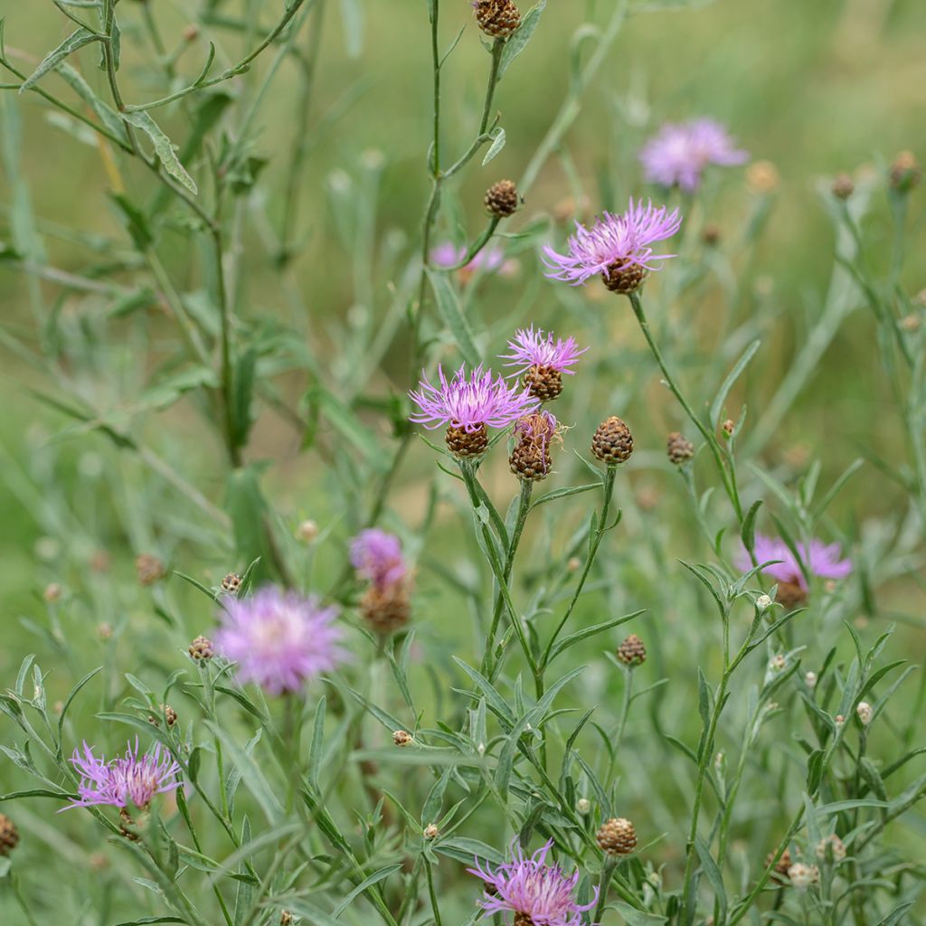 Centaurea jacea (semillas)