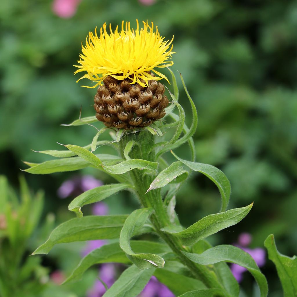 Centaurea macrocephala Yellow - Abre puños