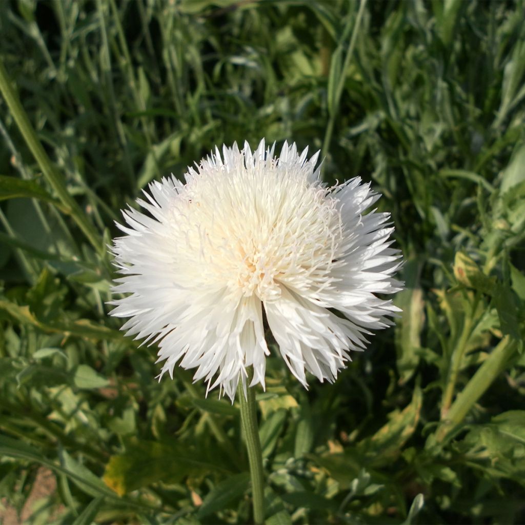 Graines de Centaurée moschata Alba pur white