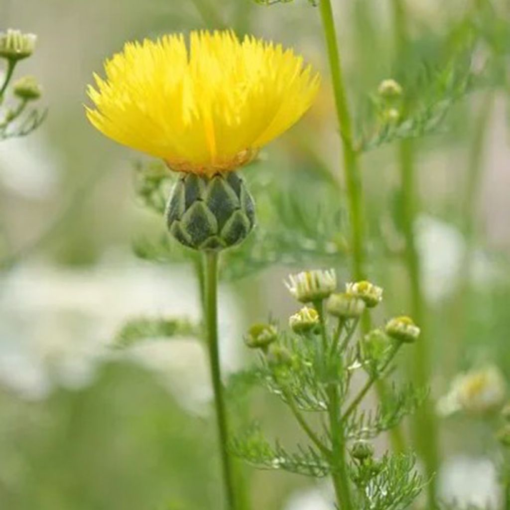 Centaurea suaveolens Yellow