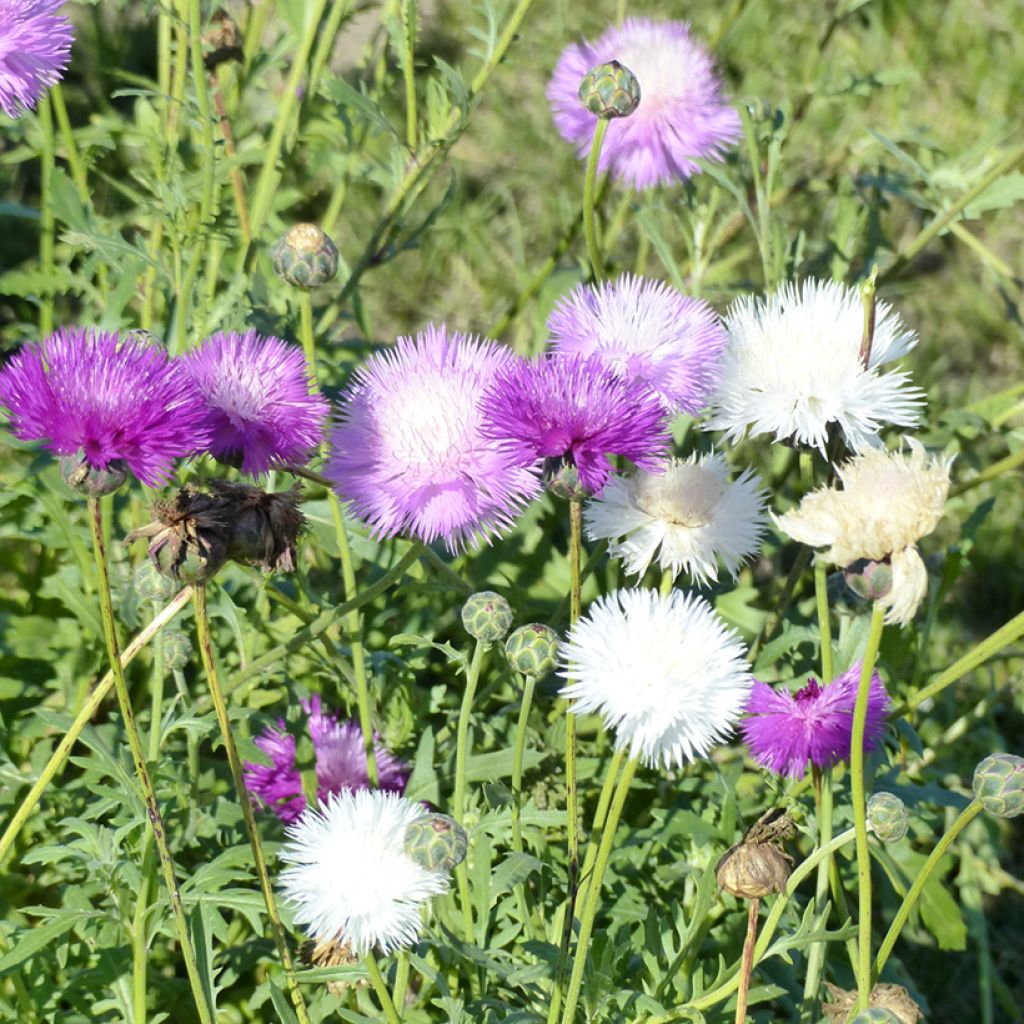 Centaurea moschata Mix (semillas)