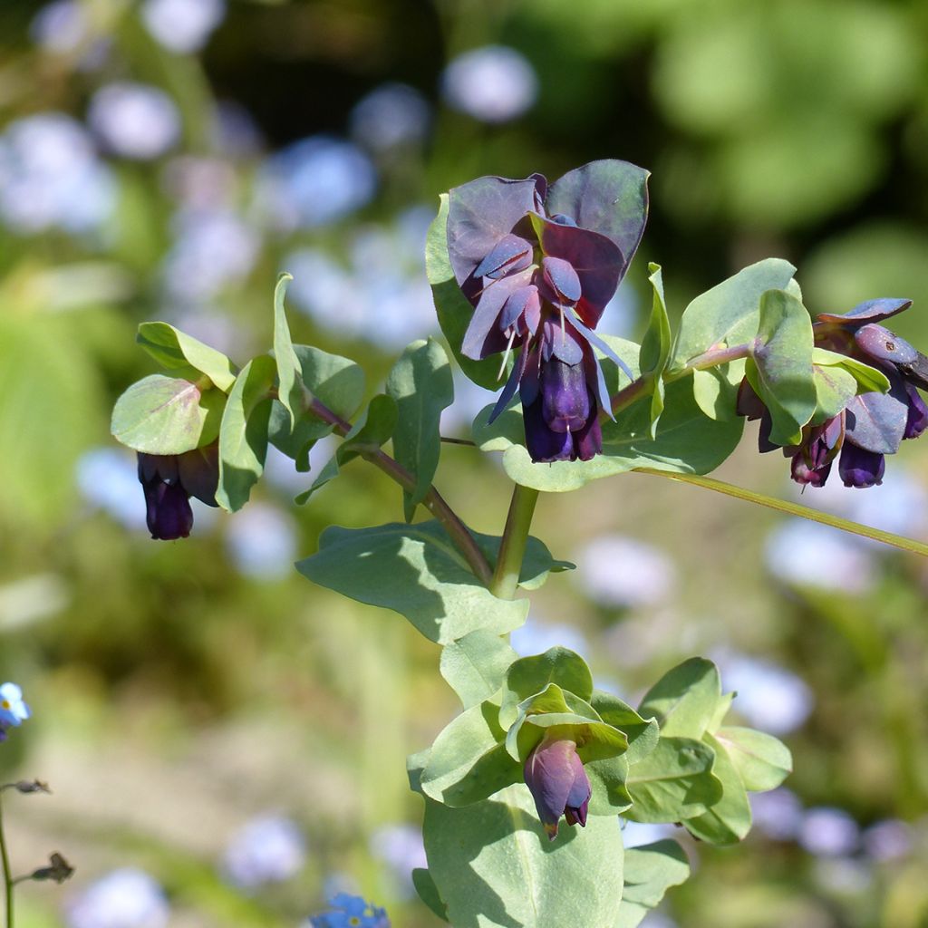 Cerinthe major Purpurescens Kiwi Blue - Ceriflor